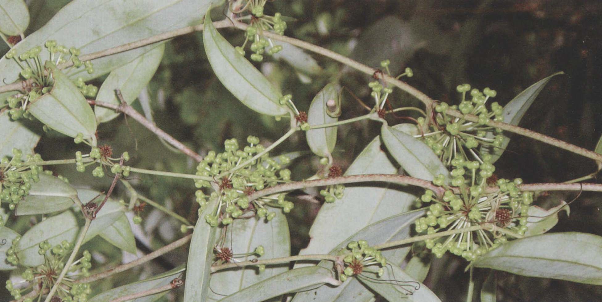 土茯苓